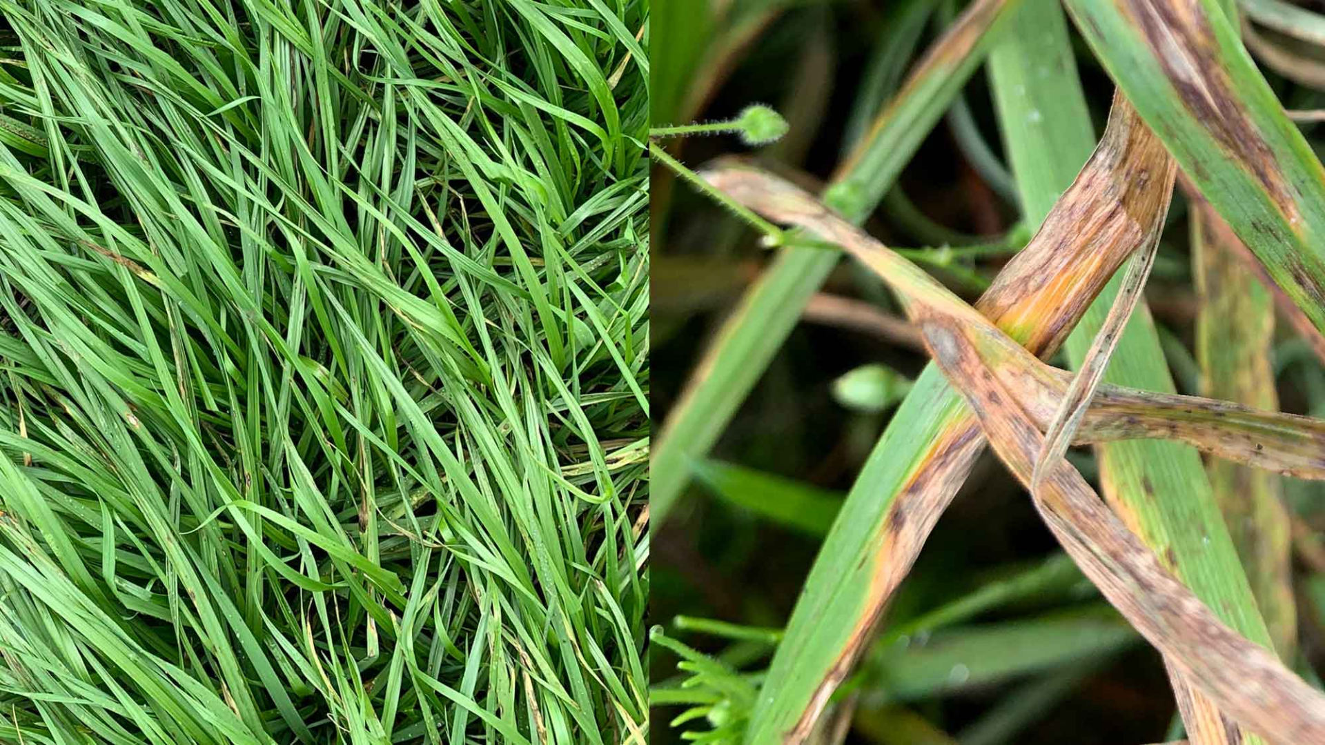 New variety delivers resistance to Grey Leaf Spot in Brazil 